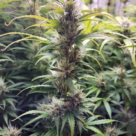 Sweet ZZ Auto growlog timeline photo