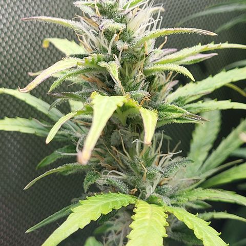 Sweet ZZ Auto growlog timeline photo