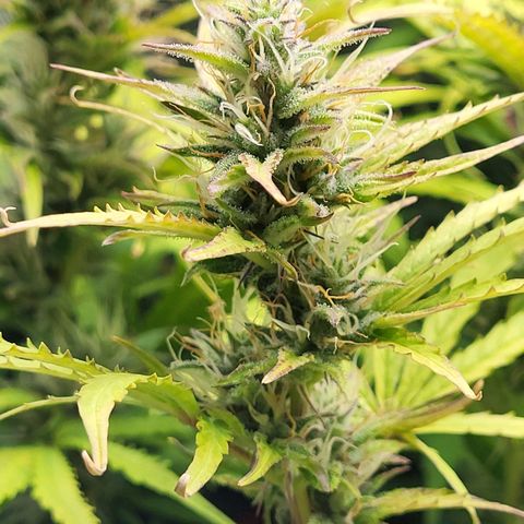 Sweet ZZ Auto growlog timeline photo