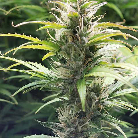 Sweet ZZ Auto growlog timeline photo