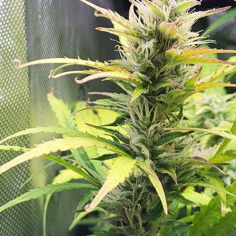 Sweet ZZ Auto growlog timeline photo