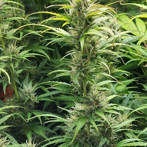 Sweet ZZ Auto growlog timeline photo