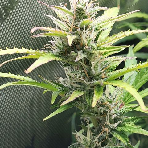 Sweet ZZ Auto growlog timeline photo
