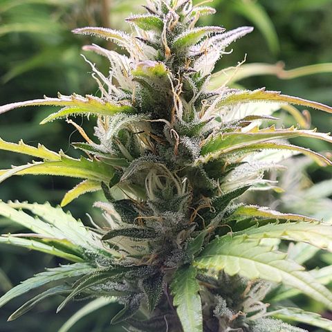 Sweet ZZ Auto growlog timeline photo