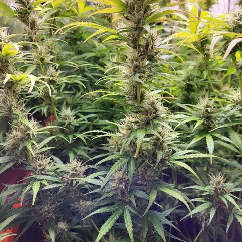Sweet ZZ Auto growlog timeline photo