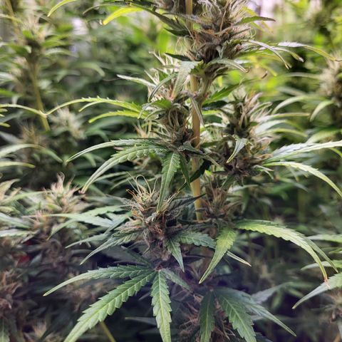 Sweet ZZ Auto growlog timeline photo