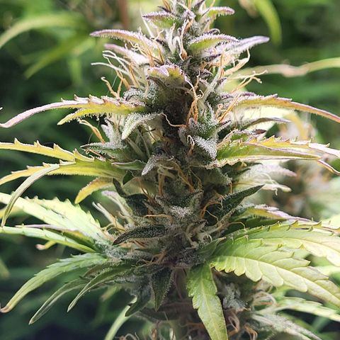 Sweet ZZ Auto growlog timeline photo