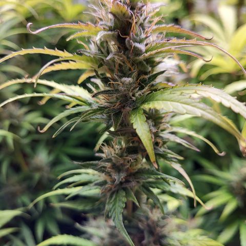 Sweet ZZ Auto growlog timeline photo