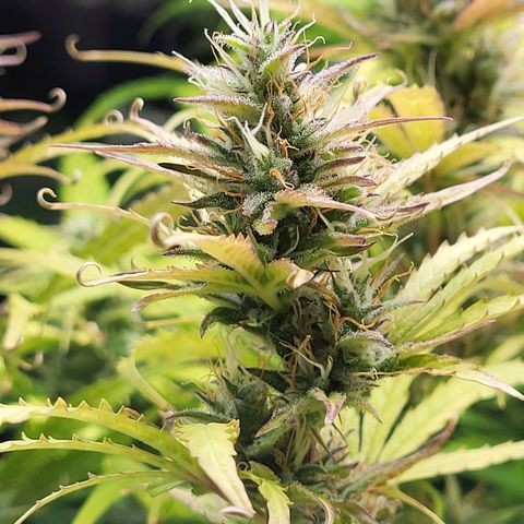 Sweet ZZ Auto growlog timeline photo