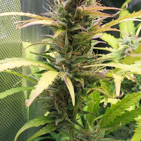 Sweet ZZ Auto growlog timeline photo