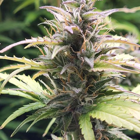 Sweet ZZ Auto growlog timeline photo