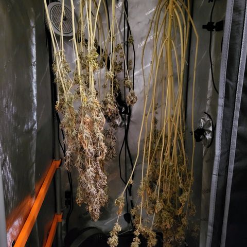 Sweet ZZ Auto growlog timeline photo