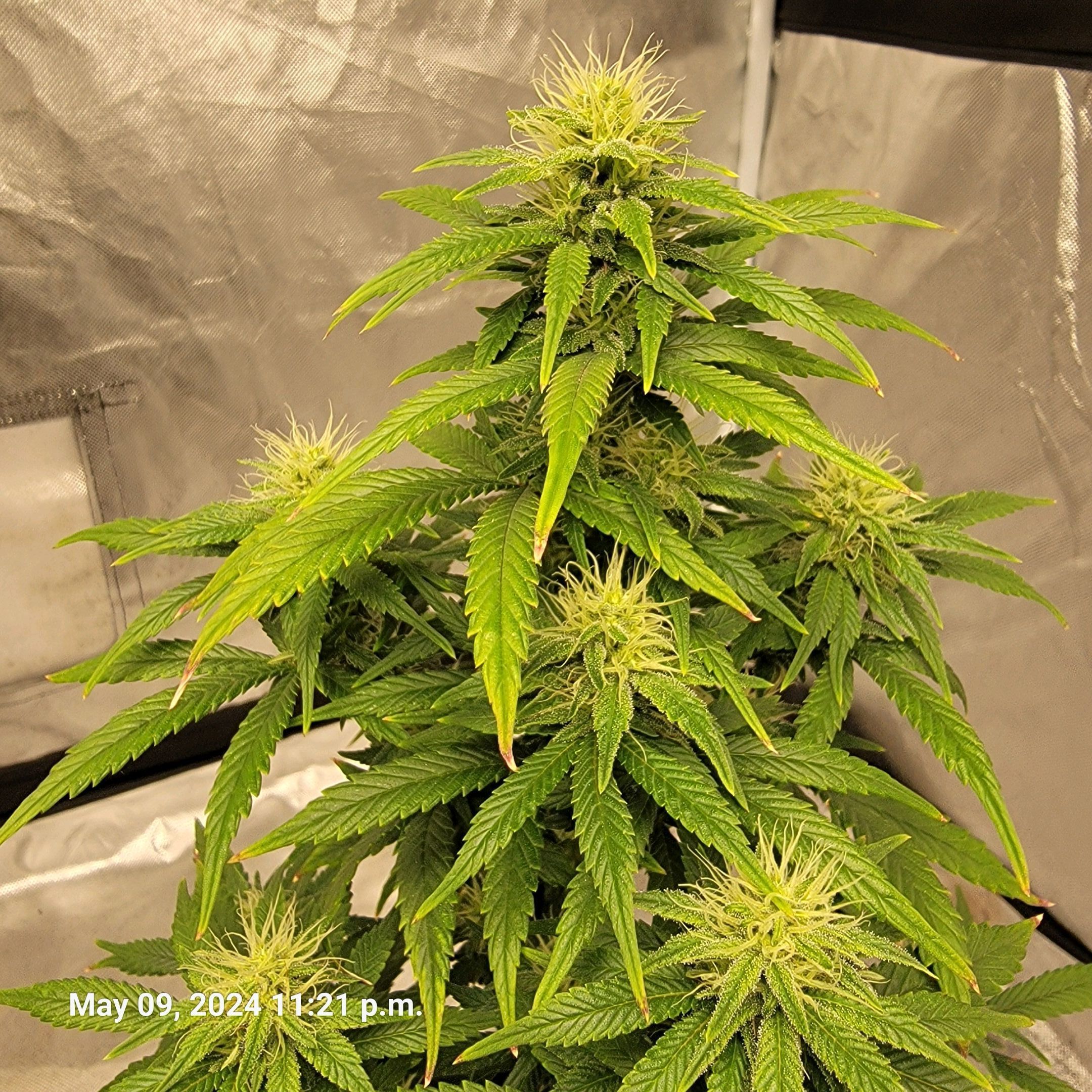 Shishkaberry x2 growlog header