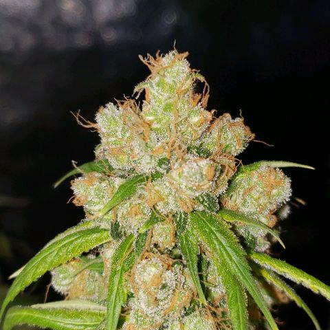 Banana Nose Candy x3 growlog timeline photo