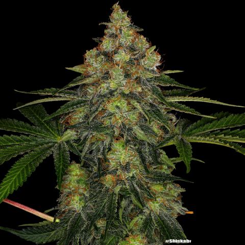 Shishkaberry x2 growlog photo