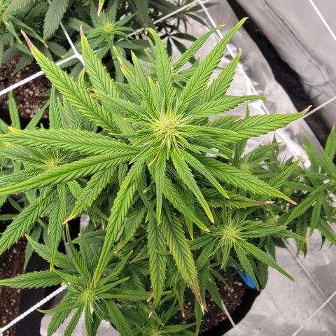 Shishkaberry x2 growlog photo