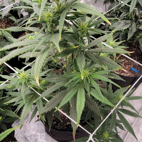 Shishkaberry x2 growlog photo