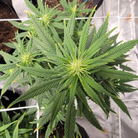 Shishkaberry x2 growlog photo
