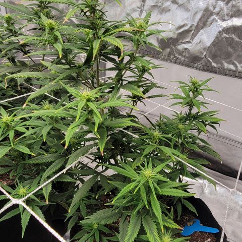 Shishkaberry x2 growlog photo