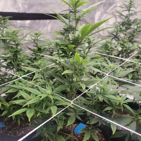 Quebec LSD x4 growlog photo: 3rd week flower