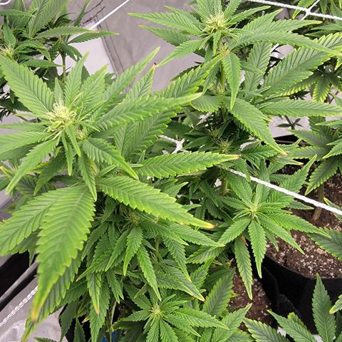 Quebec LSD x4 growlog photo: 3rd week flower