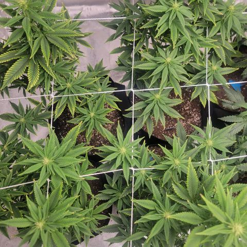 Quebec LSD x4 growlog photo: 3rd week flower