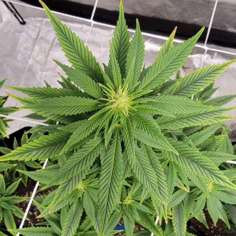 Quebec LSD x4 growlog photo: 3rd week flower
