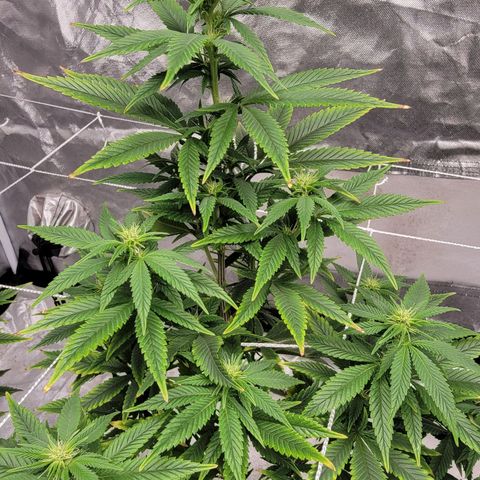Quebec LSD x4 growlog photo: 3rd week flower
