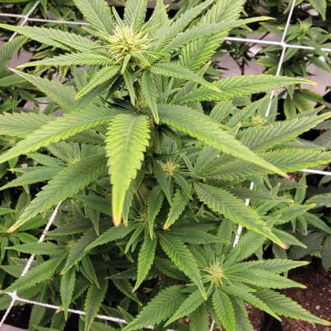 Quebec LSD x4 growlog photo: 3rd week flower