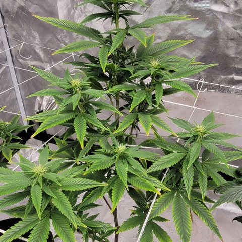 Quebec LSD x4 growlog photo: Prune to 6 branches
