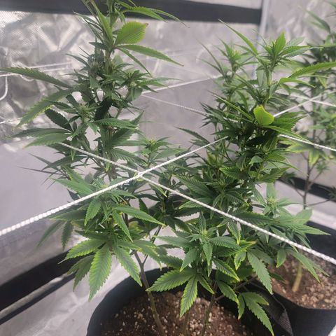 Quebec LSD x4 growlog photo: Prune to 6 branches
