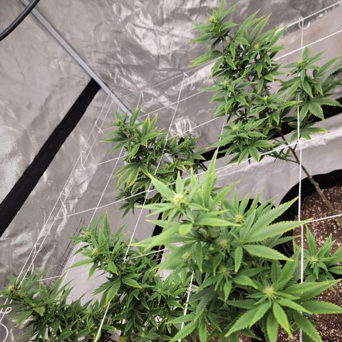 Quebec LSD x4 growlog photo: Prune to 6 branches