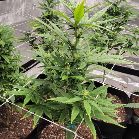 Quebec LSD x4 growlog photo: Prune to 6 branches