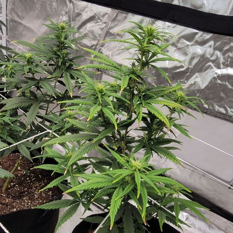 Shishkaberry x2 growlog photo: Prune to 6 branches