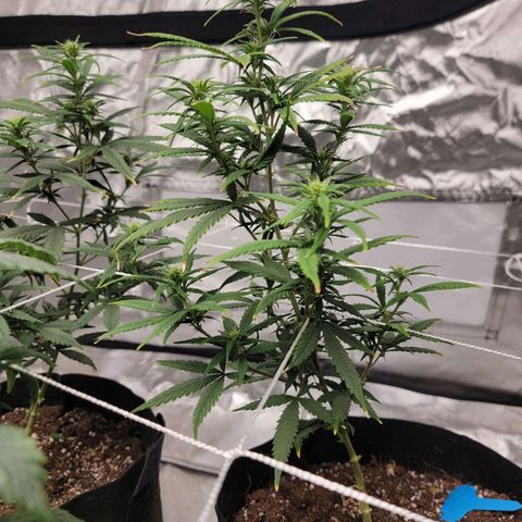 Shishkaberry x2 growlog photo: Prune to 6 branches