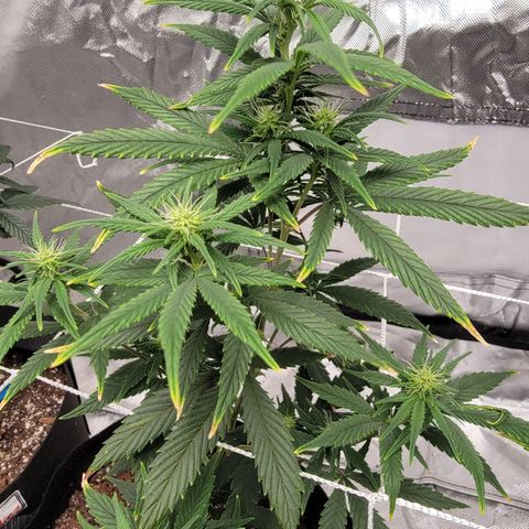 Shishkaberry x2 growlog photo: Prune to 6 branches