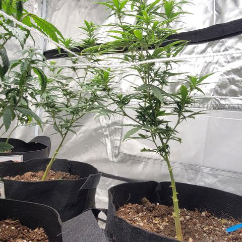 Shishkaberry x2 growlog photo: Prune to 6 branches