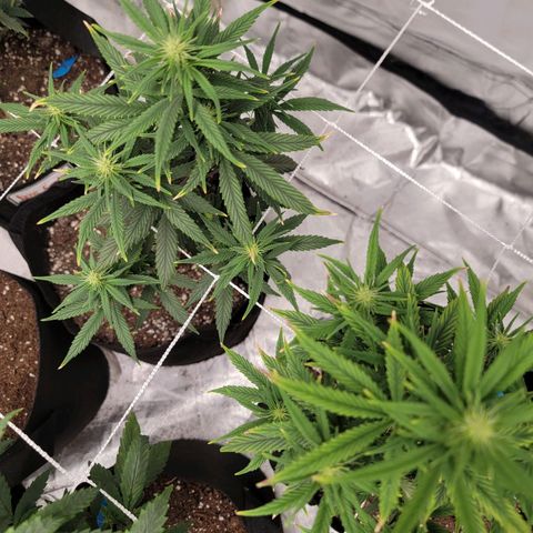 Shishkaberry x2 growlog photo: Prune to 6 branches