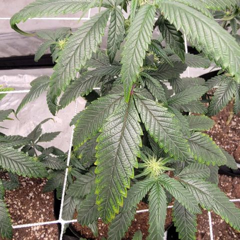 Banana Nose Candy x3 growlog photo: Prune to 6 branches