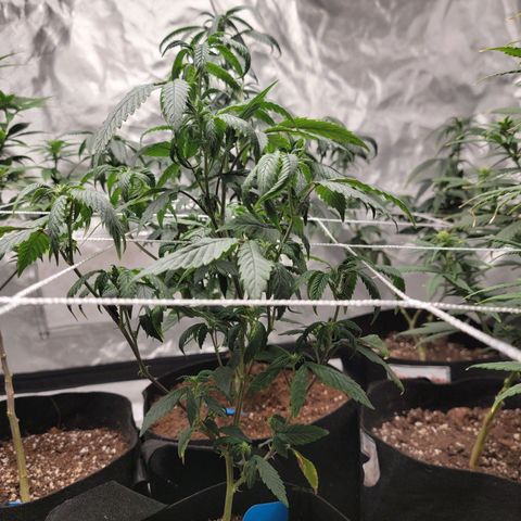 Banana Nose Candy x3 growlog photo: Prune to 6 branches