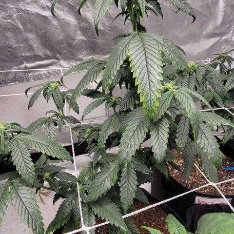 Banana Nose Candy x3 growlog photo: Prune to 6 branches