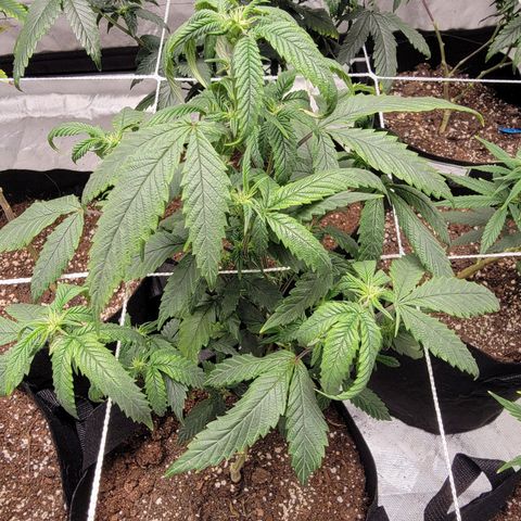 Banana Nose Candy x3 growlog photo: Prune to 6 branches