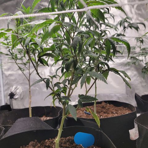 Banana Nose Candy x3 growlog photo: Prune to 6 branches