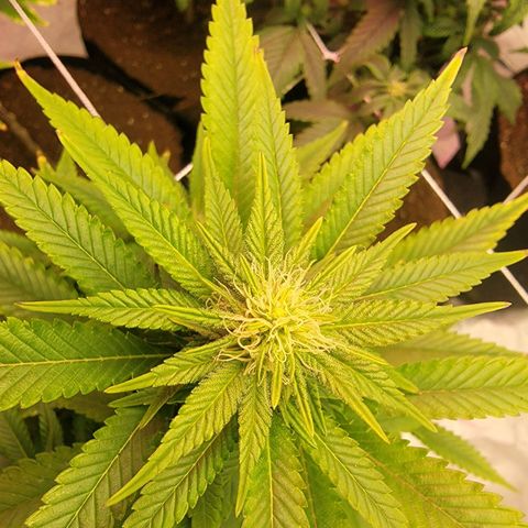 Quebec LSD x4 growlog photo: Buds 😁