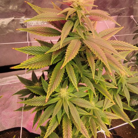 Quebec LSD x4 growlog photo: Buds 😁