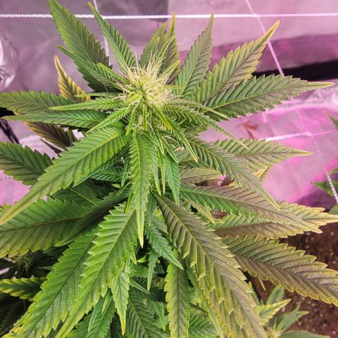 Quebec LSD x4 growlog photo: Buds 😁