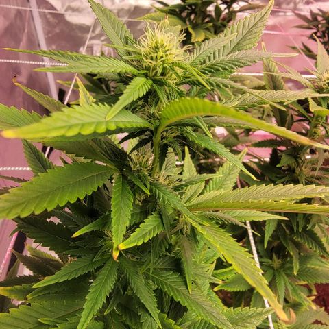 Quebec LSD x4 growlog photo: Buds 😁