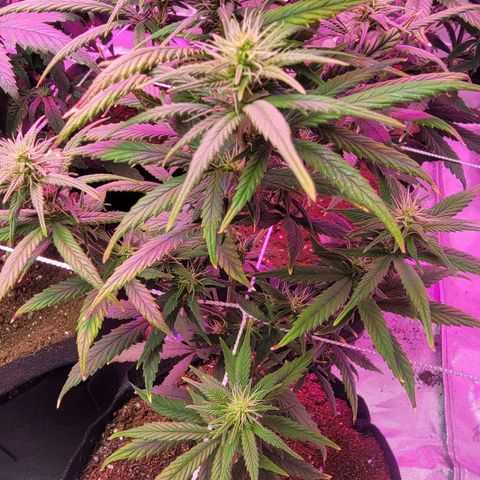 Shishkaberry x2 growlog timeline photo