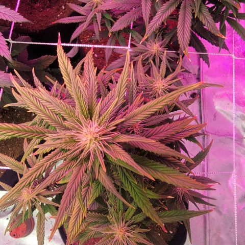 Shishkaberry x2 growlog photo: Buds 😁