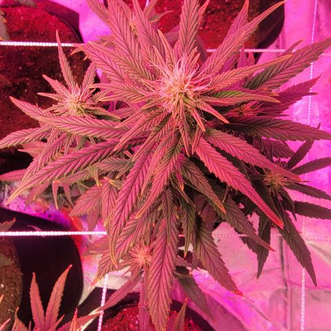 Shishkaberry x2 growlog timeline photo